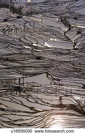 China, Yunnan Province, Yuanyang, terraced paddy fields, elevated View Large Photo Image Stock Image - China, Yunnan Province, Yuanyang, terraced paddy fields, elevated. Fotosearch
