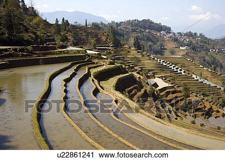 Stock Image - China, Yunnan Province, Yuanyang, terraced paddy fields. Fotosearch
