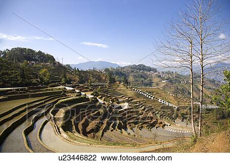 Stock Image - China, Yunnan Province, Yuanyang, terraced paddy fields. Fotosearch