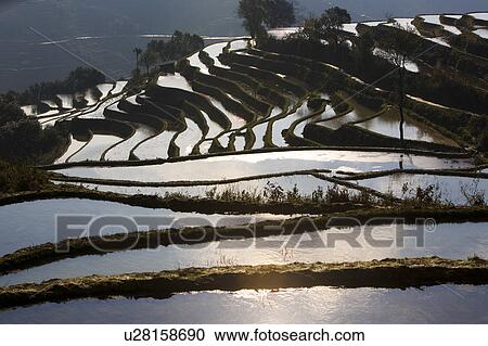 China, Yunnan Province, Yuanyang, Terraced Field View Large Photo Image Stock Image - China, Yunnan Province, Yuanyang, Terraced Field. Fotosearch