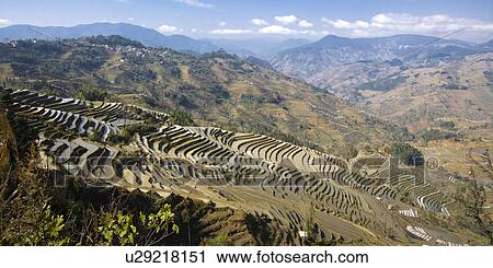 China, Yunnan Province, Yuanyang, terraced paddy fields View Large Photo Image Stock Image - China, Yunnan Province, Yuanyang, terraced paddy fields. Fotosearch