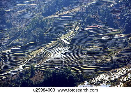 China, Yunnan Province, Yuanyang, terraced paddy fields View Large Photo Image Stock Image - China, Yunnan Province, Yuanyang, terraced paddy fields. Fotosearch