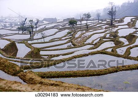 China, Yunnan Province, Yuanyang, terraced paddy fields View Large Photo Image Stock Image - China, Yunnan Province, Yuanyang, terraced paddy fields. Fotosearch