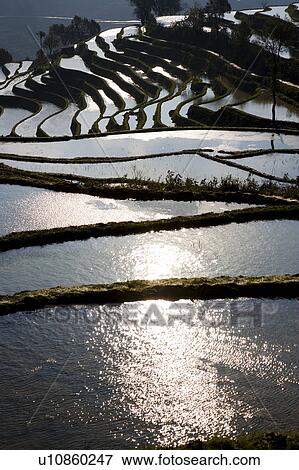 China, Yunnan Province, Yuanyang, Terraced Field View Large Photo Image Stock Photo - China, Yunnan Province, Yuanyang, Terraced Field. Fotosearch