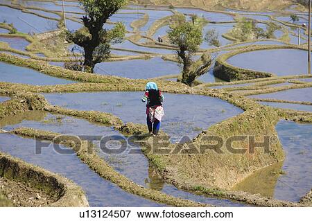 Stock Photo - China, Yunnan Province, Yuanyang, Terraced Field. Fotosearch