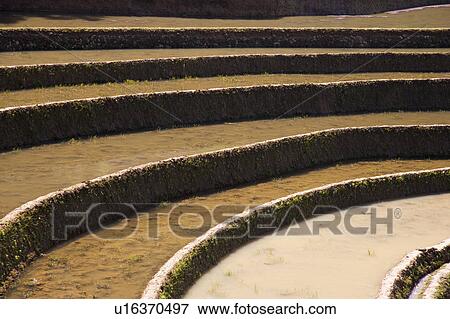 China, Yunnan Province, Yuanyang, terraced paddy fields View Large Photo Image Stock Photo - China, Yunnan Province, Yuanyang, terraced paddy fields. Fotosearch