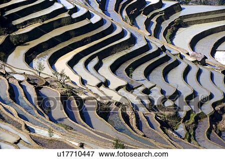 China, Yunnan Province, Yuanyang, terraced paddy fields View Large Photo Image Stock Photo - China, Yunnan Province, Yuanyang, terraced paddy fields. Fotosearch