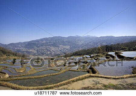 China, Yunnan Province, Yuanyang, terraced paddy fields View Large Photo Image Stock Photo - China, Yunnan Province, Yuanyang, terraced paddy fields. Fotosearch