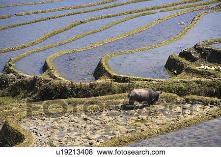 China, Yunnan Province, Yuanyang, Buffalo in terraced paddy fields View Large Photo Image Stock Photo - China, Yunnan Province, Yuanyang, Buffalo in terraced paddy fields. Fotosearch