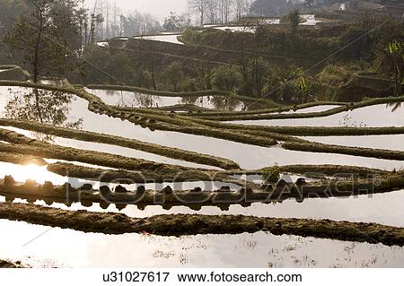 China, Yunnan Province, Yuanyang, terraced paddy fields View Large Photo Image Stock Photo - China, Yunnan Province, Yuanyang, terraced paddy fields. Fotosearch