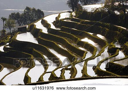 Stock Photograph - China, Yunnan Province, Yuanyang, terraced paddy fields. Fotosearch