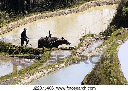 China, Yunnan Province, Yuanyang, Farmer plowing in water on rice terraces View Large Photo Image Stock Photograph - China, Yunnan Province, Yuanyang, Farmer plowing in water on rice terraces. Fotosearch