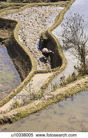 China, Yunnan Province, Yuanyang, Buffalo in terraced paddy field View Large Photo Image Stock Photography - China, Yunnan Province, Yuanyang, Buffalo in terraced paddy field. Fotosearch