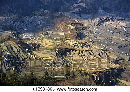 China, Yunnan Province, Yuanyang, terraced paddy fields View Large Photo Image Stock Photography - China, Yunnan Province, Yuanyang, terraced paddy fields. Fotosearch