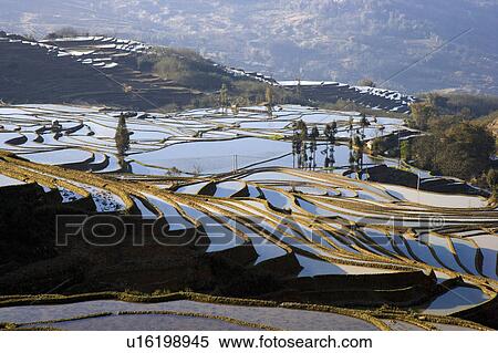 China, Yunnan Province, Yuanyang, terraced paddy fields View Large Photo Image Stock Photography - China, Yunnan Province, Yuanyang, terraced paddy fields. Fotosearch