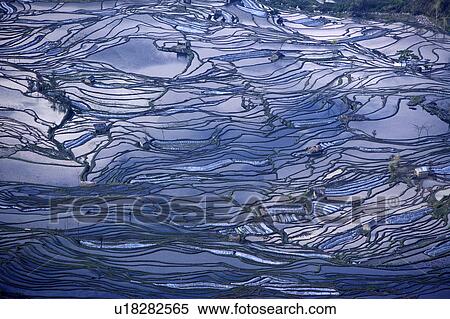 China, Yunnan Province, Yuanyang, terraced paddy fields, elevated view View Large Photo Image Stock Photography - China, Yunnan Province, Yuanyang, terraced paddy fields, elevated view. Fotosearch