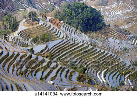 China, Yunnan Province, Yuanyang, Tiger Mouth, terraced paddy fields View Large Photo Image Picture - China, Yunnan Province, Yuanyang, Tiger Mouth, terraced paddy fields. Fotosearch