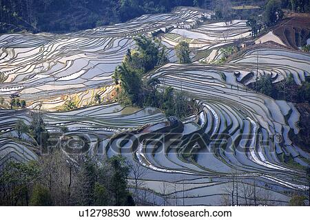 China, Yunnan Province, Yuanyang, Tiger Mouth, terraced paddy fields View Large Photo Image Stock Image - China, Yunnan Province, Yuanyang, Tiger Mouth, terraced paddy fields. Fotosearch