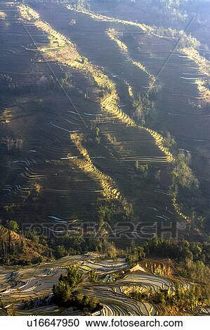 Stock Image - China, Yunnan Province, Yuanyang, Tiger Mouth, terraced paddy fields. Fotosearch