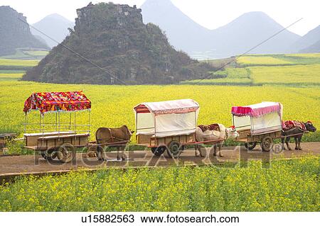 Stock Image - Cattle and carts. Fotosearch