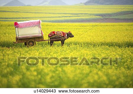 Stock Image - China, Yunnan Province, Animal with cart. Fotosearch