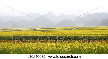 Stock Photo - China, Yunnan Province, fields. Fotosearch