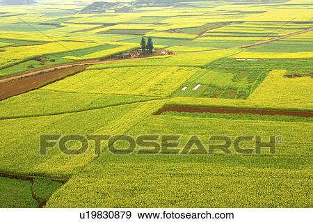 Stock Photo - China, Yunnan Province, Golden Rooster Hills, fields. Fotosearch