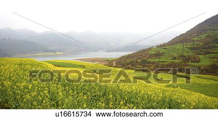 Picture - China, Yunnan Province, Luoping County, Scenery. Fotosearch