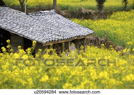 Picture - China, Yunnan Province, Luoping County, Rural Scene. Fotosearch