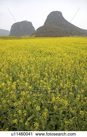 China, Yunnan Province, Luoping County, Oilseed Rape View Large Photo Image Stock Image - China, Yunnan Province, Luoping County, Oilseed Rape. Fotosearch
