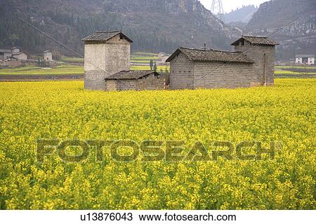 China, Yunnan Province, Luoping County, Rural Scene View Large Photo Image Stock Image - China, Yunnan Province, Luoping County, Rural Scene. Fotosearch