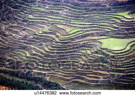 Stock Image - China, Yunnan Province, Luoping County, terraced rice field. Fotosearch