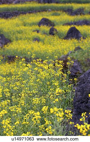 China, Yunnan Province, Luoping County, Oilseed Rape View Large Photo Image Stock Image - China, Yunnan Province, Luoping County, Oilseed Rape. Fotosearch