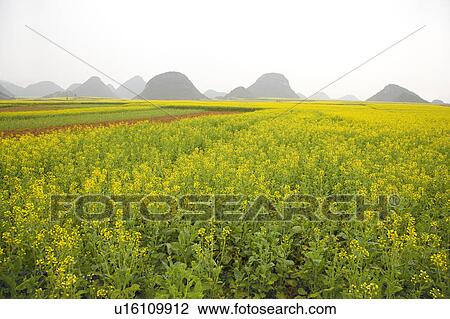 China, Yunnan Province, Luoping County, Golden Rooster Hills View Large Photo Image Stock Image - China, Yunnan Province, Luoping County, Golden Rooster Hills. Fotosearch