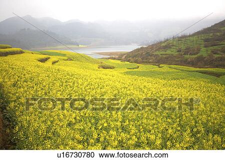 Stock Image - China, Yunnan Province, Luoping County, Scenery. Fotosearch
