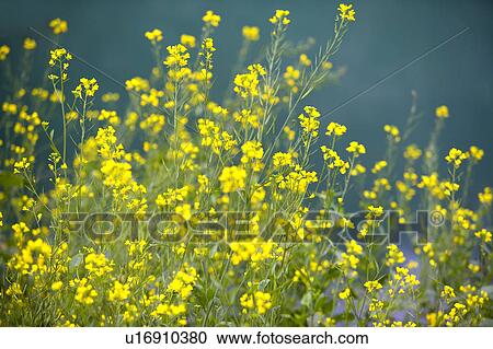 Stock Image - China, Yunnan Province, Luoping County, Oilseed Rape. Fotosearch