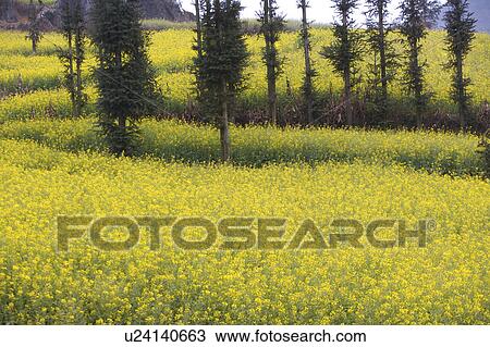 China, Yunnan Province, Luoping County, field View Large Photo Image Stock Image - China, Yunnan Province, Luoping County, field. Fotosearch