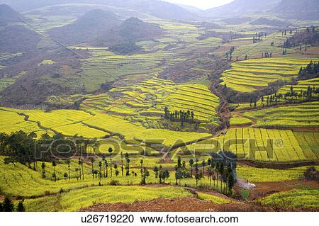 China, Yunnan Province, Luoping County, fields on mountain View Large Photo Image Stock Image - China, Yunnan Province, Luoping County, fields on mountain. Fotosearch