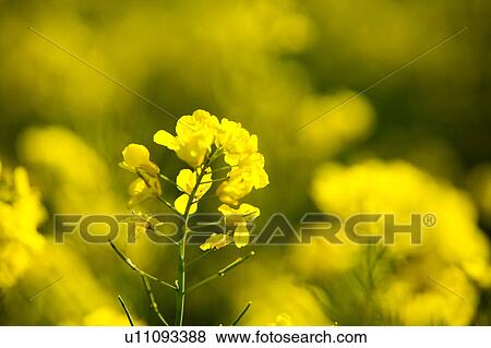 China, Yunnan Province, Luoping County, Oilseed Rape View Large Photo Image Stock Photo - China, Yunnan Province, Luoping County, Oilseed Rape. Fotosearch