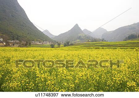 China, Yunnan Province, Luoping County, Golden Rooster Hills View Large Photo Image Stock Photo - China, Yunnan Province, Luoping County, Golden Rooster Hills. Fotosearch
