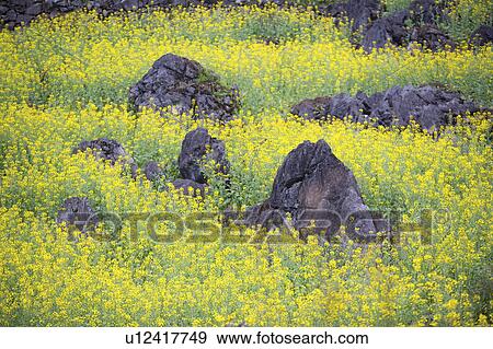 Stock Photo - China, Yunnan Province, Luoping County. Fotosearch