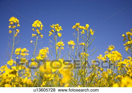 China, Yunnan Province, Luoping County, Oilseed Rape View Large Photo Image Stock Photo - China, Yunnan Province, Luoping County, Oilseed Rape. Fotosearch