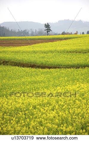 China, Yunnan Province, Luoping County, field View Large Photo Image Stock Photo - China, Yunnan Province, Luoping County, field. Fotosearch