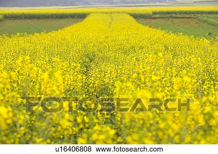 Stock Photo - China, Yunnan Province, Luoping County, Oilseed Rape Field. Fotosearch