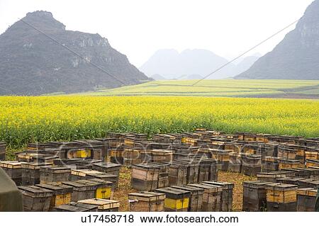 China, Yunnan Province, Luoping County, Beehives View Large Photo Image Stock Photo - China, Yunnan Province, Luoping County, Beehives. Fotosearch