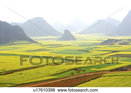 Stock Photo - China, Yunnan Province, Luoping County, Golden Rooster Hills. Fotosearch