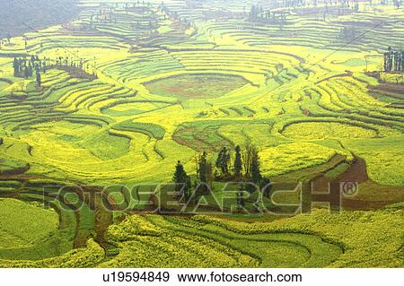 China, Yunnan Province, Luoping County, terraced rice field View Large Photo Image Stock Photo - China, Yunnan Province, Luoping County, terraced rice field. Fotosearch