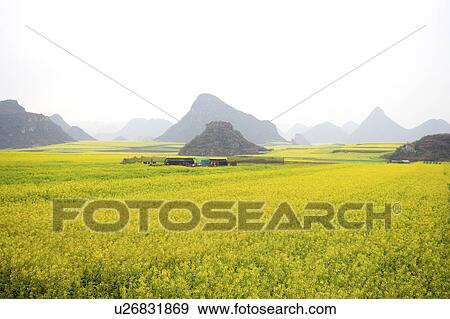 China, Yunnan Province, Luoping County, Scenery View Large Photo Image Stock Photo - China, Yunnan Province, Luoping County, Scenery. Fotosearch