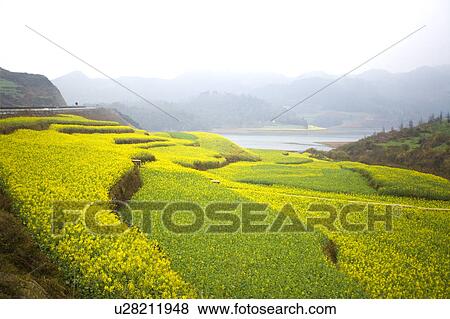 Stock Photo - China, Yunnan Province, Luoping County, Terraced Field. Fotosearch