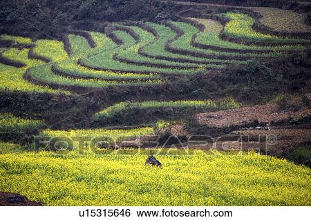 China, Yunnan Province, Luoping County, terraced rice field View Large Photo Image Stock Photograph - China, Yunnan Province, Luoping County, terraced rice field. Fotosearch